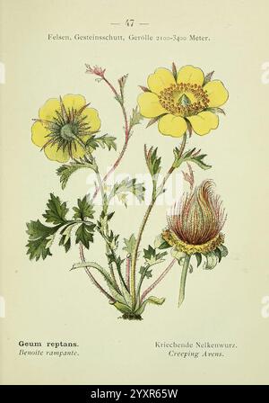 Alpen-Flora, Heidelberg, C. Winter, 1906, Alps, Bergpflanzen, Pictorial Works, die Illustration zeigt eine botanische Darstellung von Geum reptans, allgemein bekannt als kriechende Aven. Es zeigt leuchtend gelbe Blumen mit markant geformten Blütenblättern und kompliziertem grünen Laub. Die Zeichnung betont die Klettergewohnheit der Pflanze mit langen Stängeln und fein geteilten Blättern, die ihr zartes Aussehen verstärken. Das zentrale Bild begleitet den wissenschaftlichen Namen und weitere Details, die den natürlichen Lebensraum und die Wachstumsbedingungen, wie felsige Umgebungen in Höhen zwischen 21, veranschaulichen Stockfoto