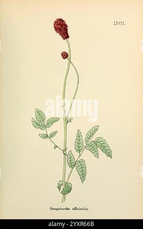 Blumen Engadine Winchester gedruckt Autor Warren Sohn 1891 Engadine Flowers Pictorial Works Plants Switzerland, die Abbildung zeigt eine Pflanze, die als *Sanguisorba officinalis* identifiziert wurde, allgemein bekannt als großer burnet. Er verfügt über einen schlanken, aufrechten Stiel mit einer dichten Gruppe kleiner, rötlicher Blumenköpfe. Die Blätter sind zusammengesetzt, mit mehreren Flugblättern, die entlang eines zentralen Stiels angeordnet sind und eine üppige grüne Farbe zeigen, die sich elegant von den Blumen abhebt. Diese botanische Darstellung hebt die Eigenschaften der Pflanze hervor und betont die Struktur des Stängels, die Form der Blätter, A Stockfoto