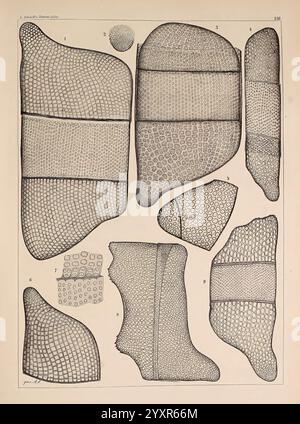 Atlas der Diatomaceen-Kunde, Leipzig, O.R. Reisland, 1874-1819, Atlanten, die Abbildung zeigt eine Reihe komplizierter botanischer Diagramme mit verschiedenen Zellstrukturen und Mustern. In jedem Abschnitt werden verschiedene Arrangements, Texturen und Formen hervorgehoben, die einer Untersuchung von Pflanzen- oder Pilzgewebe ähneln. Die nummerierten Segmente zeigen verschiedene Proben oder Ansichten an und betonen ihre einzigartigen Eigenschaften. Die detaillierte Linienarbeit unterstreicht die Komplexität und Vielfalt natürlicher Formen und lädt die Zuschauer ein, die mikroskopischen Details des Lebens zu erforschen. Stockfoto