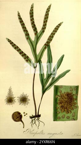 Exotische Flora, Edinburgh, gedruckt für W. Blackwood, 1823-27, 19. Jahrhundert, Botanik, Stiche, exotische Pflanzen, Großbritannien, Kräuter, Bildwerke, Plaatwerke, plantkunde, Pflanzen, Pflanzen kultiviert, Schottland, die Abbildung zeigt eine detaillierte Untersuchung der Pflanze *Pleopeltis angusta*. Die Zusammensetzung umfasst die Pflanze selbst, die ihre langen Blätter und charakteristische Merkmale wie die einzigartige sori auf der Unterseite der Stirnblätter zeigt. Links zeigen zwei kleinere Darstellungen die Fortpflanzungsstrukturen der Pflanze und veranschaulichen die charakteristische Anordnung. Unten Stockfoto