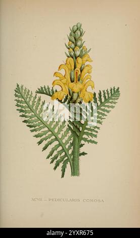 Die Flora der Alpen, London, J. C. Nimmo, 1896-1900, Alps, Floras, Bergpflanzen, Pflanzen, Schweiz, die Illustration zeigt eine detaillierte botanische Darstellung der Pedicularis comosa mit ihrer charakteristischen gelben und grünen Blütenstruktur. Die Blüten sind in einer stachelartigen Form auf einem Blattstiel angeordnet. Die Blüten umgibt eine komplexe Anordnung farnartiger Blätter, die sich durch ihr zartes, spitzenförmiges Aussehen auszeichnen. Die Zusammensetzung wird durch die wissenschaftliche Bezeichnung XCVII - Pedicularis comosa ergänzt, die ihre Katalognummer in einer botanischen Sammlung angibt. Die Gesamtheit Stockfoto