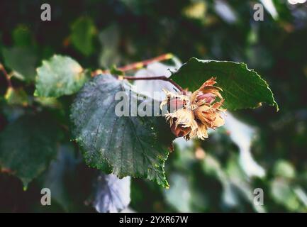 Haselnuss (filbert, Haselnuss) wächst auf einem Baum. Haselnüsse oder Kopfnüsse mit Blättern im Wald. Unscharfer Hintergrund Stockfoto