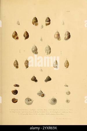 Novitates conchologicae, Cassel, T. Fischer, 1854-79, Weichtiere, Bildwerke, Eine Sammlung, die verschiedene Arten von Süßwasserschnecken zeigt, die systematisch zur Untersuchung angeordnet sind. Die Abbildung zeigt unterschiedliche Formen und Muster der Schalen, die mit numerischen Bezeichnern als Referenz gekennzeichnet sind. Das vielfältige Sortiment unterstreicht die einzigartigen Merkmale jeder Art und betont die komplizierten Details in ihren Strukturen. Diese visuelle Zusammenstellung dient als Lernwerkzeug und gibt Einblicke in die Vielfalt und Morphologie dieser Weichtiere. Stockfoto