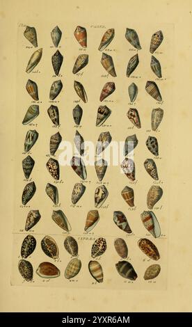 Index testaceologicus, London, 1856, Weichtiere, Muscheln, Muscheln, diese Kollektion zeigt eine vielfältige Auswahl an wunderschön illustrierten Muscheln, die alle sorgfältig mit einzigartigen Mustern, Farben und Formen versehen sind. Das Display zeigt zahlreiche Schalen in verschiedenen Ausrichtungen, die ihre unterschiedliche Morphologie hervorheben, von glatten Texturen bis hin zu komplizierten Designs. Die Anordnung ist systematisch, wobei jede Probe gekennzeichnet ist und einen umfassenden Überblick über die verschiedenen Arten bietet. Die lebendigen Farben und die komplizierten Details der Muscheln spiegeln ihre natürliche Schönheit wider, was sie zu einer wertvollen Referenz für die Meeresbiologie macht Stockfoto