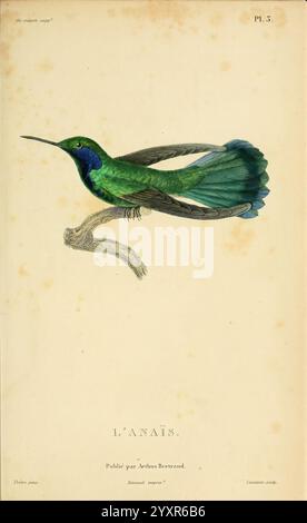 Histoire naturelle des colibris Paris Arthus Bertrand 1830-1832 Kolibris Bildwerke, Ein wunderschön illustrierter Kolibris, bekannt als L'Anais, thront anmutig auf einem schlanken Zweig. Der Vogel zeigt eine lebhafte Auswahl an schillernden grünen und blauen Federn, die im Licht schimmern. Die langen, eleganten Schwanzfedern sind dahinter ausgeklappt und zeigen komplizierte Details und Farbverläufe. Die Abbildung zeigt unten den Titel zusammen mit den Veröffentlichungsdetails, die auf einen historischen Kontext hinweisen. Die Gesamtkomposition fängt die zarte Schönheit und die bezaubernde Präsenz dieses Hotels ein Stockfoto