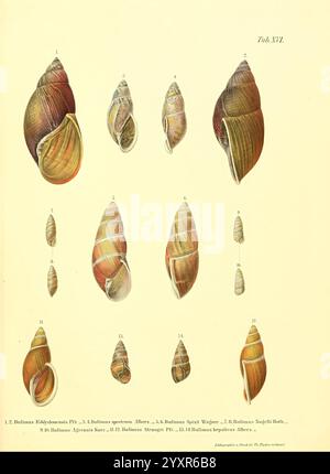 Novitates conchologicae, Cassel, T. Fischer, 1854-79, Weichtiere, diese Illustration zeigt eine Sammlung verschiedener Muscheln, die mit einzigartigen Mustern und Farben gestaltet sind. Die Muscheln variieren in Form und Größe, was die Vielfalt der Arten verdeutlicht. Sie sind systematisch angeordnet und zur einfachen Identifizierung mit Nummern versehen. Die Details heben die Texturen und natürlichen Markierungen auf jeder Schale hervor und betonen ihre Schönheit und die Komplexität der Meereslebewesen. Das Kunstwerk dient als wissenschaftliche Studie, die die Klassifizierung dieser Weichtiere und widerspiegelt Stockfoto