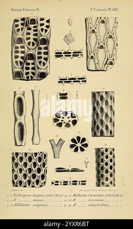 Paleontologie francaise, Paris, Chez l'auteur, 1840-1894 France, Paleontology, Jurassisch, Tertiär, Kreidezeit, Paläobotanik, Weichtierfossilien, Meeresurchin-Fossilien, diese Abbildung zeigt verschiedene detaillierte Diagramme von wirbellosen Meerestieren, die insbesondere verschiedene Arten von Stachelhäutern und ihre strukturellen Eigenschaften hervorheben. Die Figuren zeigen verschiedene Skelettformationen, darunter die komplizierten Muster der Gehörknöchelchen und die einzigartigen Formen und Arrangements in ihrer Anatomie. Jeder nummerierte Abschnitt kennzeichnet ein bestimmtes Exemplar und zeigt seine Besonderheiten für den Vergleich an Stockfoto