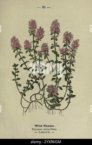 Wayside and Woodland Blossoms, London, F. Warne, 1895, Großbritannien, Wildblumen, Identifizierung, Botanik, Thymus serpyllum, diese botanische Illustration zeigt wilden Thymian, wissenschaftlich bekannt als Thymus serpyllum. Das Kunstwerk fängt die Besonderheiten der Pflanze ein und zeigt die Kletterstiele mit zarten rosa Blüten. Die Blätter sind klein und oval, entlang der Stiele angeordnet und tragen so zum üppigen Aussehen der Pflanze bei. Die Wurzeln sind an der Basis abgebildet, was die Wachstumsmuster der Pflanze unterstreicht. Die Abbildung ist mit den allgemeinen und wissenschaftlichen Namen beschriftet, h Stockfoto