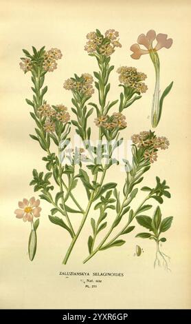 Lieblingsblumen des Gartens und Gewächshauses, London und New York, Frederick warne & Co, 1896-97, Frankreich, 19. Jahrhundert, Icônes, Blumenzucht, Chromolithographie, Pflanzen Zierpflanzen, Zaluzianskya Villosa, Eine botanische Illustration mit Zaluzianskya selaginoides, einer blühenden Pflanze mit schlanken grünen Stämmen, gekrönt von zarten rosa Blüten. Die Komposition umfasst eine detaillierte Ansicht der Blätter, die ihre Form und Struktur zeigt, sowie einen Einsatz, der die einzigartigen Eigenschaften der Blume hervorhebt. Die Abbildung bietet eine klare und lehrreiche Darstellung der Pflanze Emph Stockfoto