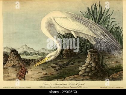 The Birds of America, New York, J.B. Chevalier, 1840-1844, Birds, Nordamerika, Bildwerke, John James Audubon, Ardea alba, Phrynosoma orbiculare, mexikanische Plateau-Echse, großer Reiher, Tapaya xin, Reptilien, Herpetologie, John James Audubon, Ornithologie, Blog, Daily Sci Art, Ein großer amerikanischer Weißreiher wird mit einem langen Hals dargestellt, der anmutig auf der Jagd nach Beute steht. Sein markantes weißes Gefieder bildet einen schönen Kontrast zu dem üppigen Grün, das es umgibt. Im Vordergrund zieht ein kleines Wesen – möglicherweise ein Frosch oder eine ähnliche Amphibie – die Aufmerksamkeit des Reihers auf sich. Der Hintergrund r Stockfoto