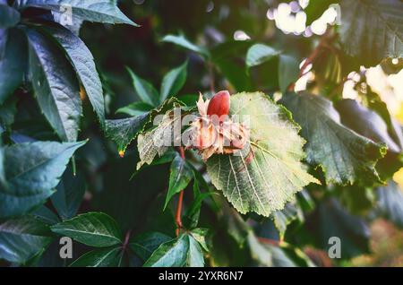 Haselnuss (filbert, Haselnuss) wächst auf einem Baum. Haselnüsse oder Kopfnüsse mit Blättern im Wald. Unscharfer Hintergrund Stockfoto