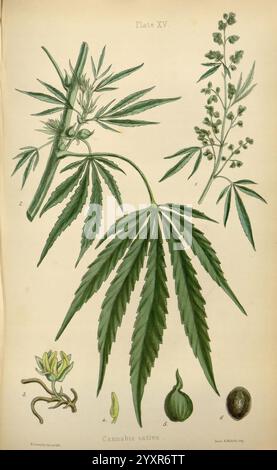The Flora Homoeopathica, London, Leath & Ross, 1852-1853, Botanik, Homöopathie, Bildwerke, Botanik Medical, Materia Medica Gemüse, Cannabis Sativa, Materia Medica and Therapeutics, eine Illustration der Cannabis sativa Pflanze, die verschiedene Teile im Detail zeigt. Das Bild zeigt längliche, gezackte Blätter, eine Gruppe blühender Knospen und Samen. Neben der Pflanze bieten botanische Beschriftungen Klarheit über bestimmte Merkmale, einschließlich der unterschiedlichen Blattformen und -Texturen. In dieser Darstellung werden die botanischen Eigenschaften der Pflanze und ihre Bedeutung in verschiedenen Kontexten hervorgehoben Stockfoto