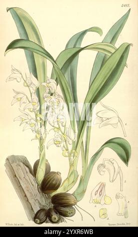 Curtis's Botanical Magazine London New York usw. Botanik-Zeitschriften Bildwerke Curtis, diese Illustration zeigt eine zarte Orchideenpflanze mit langen, schlanken grünen Blättern, die elegant nach oben gewölbt sind. Die Blumen, die in Gruppen blühen, zeigen eine Reihe von weichen weißen bis blassgelben Blüten, die aufwändig mit dezenten Texturen verziert sind. An der Basis der Pflanze sind große, abgerundete Zwiebeln sichtbar, die auf das robuste Wurzelsystem der Pflanze hinweisen. Neben der Hauptabbildung befinden sich kleinere Detailskizzen, die verschiedene Aspekte der Blume hervorheben, einschließlich einzelner Haustiere Stockfoto