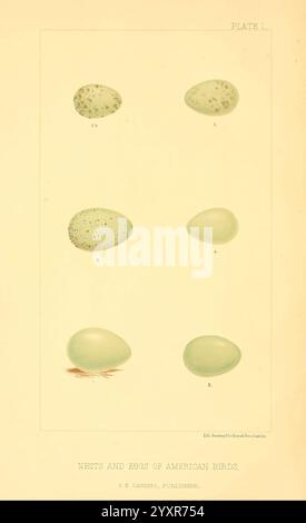 Nester und Eier von American Birds Parts 1-7 Salem Mass S.E. Cassino [c1880] Vögel Eier Nordamerika Nester ausgezeichnet, die Abbildung zeigt eine Reihe von sechs verschiedenen Vogeleiern, die in zwei vertikalen Säulen angeordnet sind. Jedes Ei variiert in Größe, Form und Färbung, was die Vielfalt der amerikanischen Vogelarten verdeutlicht. Die Eier sind mit den Buchstaben a bis f gekennzeichnet, was auf verschiedene Arten hinweist. Einige Eier weisen gesprenkelte Muster auf, während andere glatt und gleichmäßig gefärbt sind. Der Hintergrund ist neutral, so dass der Fokus auf den Eiern bleibt, die die Komplexität und Variation vor allem hervorheben Stockfoto