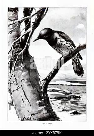 Vogelporträts Boston Ginn & Company 1901 Birds Colaptes auratus Northern Flicker, Eine auffällige Darstellung eines Flimmers, der anmutig auf einem schlanken Ast thront. Der Vogel zeigt komplizierte Muster von Flecken auf seinem Gefieder, die die Kunstfertigkeit der Natur zeigen. Um das Flimmern herum befinden sich zarte, sich verdrehende Äste, die der Komposition Tiefe verleihen. Im Hintergrund entfaltet sich eine ruhige Landschaft, die auf eine ruhige Umgebung am Wasser hindeutet, mit weichen Wolken, die eine friedliche Atmosphäre schaffen. Die Gesamtszene fängt sowohl die Eleganz des Vogels als auch die Schönheit seiner Umgebung ein. Stockfoto