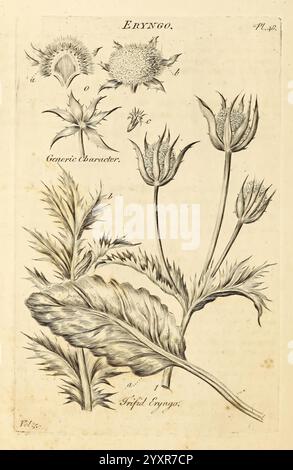 The Vegetable System London, gedruckt auf der Expence of the Author und verkauft von R. Baldwin 1759-1763 Botany Pictorial Works, zeigt die Illustration komplizierte botanische Skizzen einer Pflanze, die ihre Blätter und sich entwickelnden Samenkapseln zeigt. Die großen, gezackten Blätter sind gut sichtbar, zusammen mit den auffälligen, bauchigen Blütenknospen, die auf das Fortpflanzungsstadium der Pflanze hinweisen. Detaillierte Texturen und Formen werden betont, was die einzigartige Struktur des Laubs und der Samen veranschaulicht. Jedes Element ist akribisch beschriftet, was einen wissenschaftlichen Kontext bietet, während die Gesamtkomposition das Beau hervorhebt Stockfoto