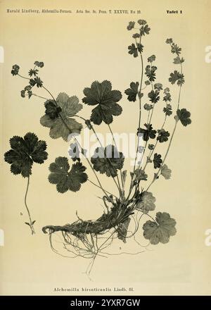 Die nordischen Alchemilla vulgaris-Formen und ihre Verbreitung, Helsingfors, Finnischen Literaturgesellschaft, 1909, Alchemilla, Fennoscandia, Eine botanische Illustration der Pflanze Alchemilla hirsuticaulis. Die detaillierte Darstellung zeigt die markanten Blätter mit ihren gezackten Kanten, eine Rosette an der Basis und den blühenden Stiel mit kleinen Blüten. Die Wurzeln sind teilweise freigelegt, was die Wachstumsgewohnheit der Pflanze demonstriert. Diese Abbildung dient als wichtige Referenz für die Identifizierung und Untersuchung im Bereich der Botanik. Stockfoto