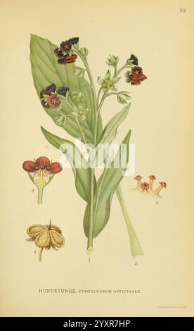 Billeder af nordens Flora København, G.E.C. Gad's forlag, 1917-1927, Plants, Finnland, Skandinavien, der New York Botanical Garden, Bildwerke, Cynoglossum officinale, diese Illustration zeigt die Pflanze Cynoglossum officinale, allgemein bekannt als Hundstongue. Der mittlere Teil zeigt einen blühenden Stamm mit langen Blättern, der Gruppen von markanten violetten und gelben Blüten zeigt. Die Hauptabbildung wird durch kleinere Detaildarstellungen einzelner Blüten und Blumenstrukturen ergänzt, die verschiedene Aspekte der Anatomie der Pflanze hervorheben. Die Zusammensetzung betont die Uni der Pflanze Stockfoto