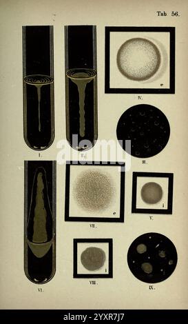 Atlas und, was wir brauchen, von Bakteriologie, New York, 1897, Bakterien, Atlanten, bakteriologisch, Technics, eine pädagogische Illustration, die verschiedene Experimente und Beobachtungen im Zusammenhang mit verschiedenen Substanzen zeigt. Auf der linken Seite befinden sich zwei Reagenzgläser: Das erste zeigt eine klare Flüssigkeit, während das zweite eine trübe Suspension zeigt, die unterschiedliche Inhalte oder Reaktionen anzeigt. Um die Reagenzgläser herum befinden sich mehrere kreisförmige und quadratische Diagramme, die jeweils mit römischen Ziffern und Buchstaben gekennzeichnet sind. Diese Diagramme stellen verschiedene Formen und Muster dar und stellen wahrscheinlich mikroskopische Ansichten von Partikeln oder Mikr dar Stockfoto