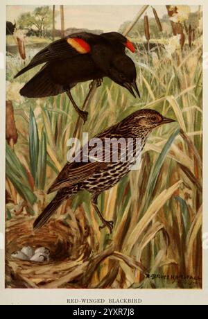 Vogelbiografien New York Dodd Mead 1923 Birds Blackbird East US .jpg, Ein Paar rotgeflügelter Amseln ist in einer natürlichen Umgebung dargestellt und zeigt die lebhafte Färbung der Männchen und die gedämpfteren Farben der Weibchen. Das Männchen mit seinen markanten roten und gelben Schulterflecken steht oben, während das Weibchen mit ihrem braunen Gefieder in der Nähe eines Nestes mit Eiern steht. Um sie herum gibt es üppige Gräser und Schilf, was auf einen Lebensraum für Feuchtgebiete hindeutet. Die Szene fängt einen Moment des Balzes und des Nistverhaltens ein und unterstreicht die Schönheit und Vielfalt der Vogelwelt in ihrer Umgebung Stockfoto