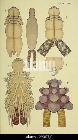 The, British, Parasitic, Copepoda, London, 1913, Großbritannien, Parasiten, Fische, Krebstiere, Copepoda zeigt diese Illustration eine detaillierte anatomische Untersuchung verschiedener Insektenarten, die ihre Besonderheiten und strukturellen Elemente veranschaulicht. Das Arrangement umfasst mehrere Ansichten der Insekten und hebt deren Körpersegmente, Beine und einzigartige morphologische Merkmale hervor. Jedes Exemplar ist als Referenz nummeriert, mit unterschiedlichen Mustern und Texturen, die ihre Vielfalt betonen. Im Mittelpunkt stehen die komplizierten Entwürfe der Exoskelette und Anhängsel, die den Komplex veranschaulichen Stockfoto