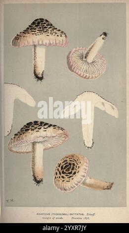 Illustrationen von britischen Pilzen (Hymenomycetes), als atlas zum "Handbook of British Fungi", London, 1881-91, Fungi, Großbritannien. diese Abbildung zeigt mehrere Perspektiven auf die Pilzart Agaricus (Stropharia) guttatus. Das Kunstwerk zeigt die besonderen Merkmale dieser Art, einschließlich des Deckels, der Kiemen und des Stängels. Jede Abbildung hebt Details wie die Struktur der Kappe und die Anordnung der Kiemen hervor und betont so die Variationen in Form und Farbe. Der Hintergrund ergänzt die Abbildungen und verbessert die visuelle Klarheit der Merkmale des Pilzes Stockfoto