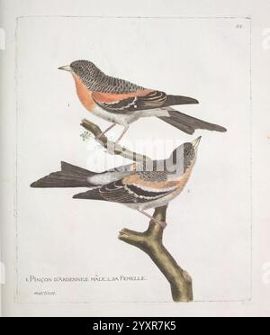 Ornithologie, Paris, der Künstler, 1773-1792, Vögel, Bildwerke, Eine detaillierte Illustration zeigt zwei markante Finken, die anmutig auf einem Ast thronen. Die Vögel zeichnen sich durch ihr unverwechselbares Gefieder aus, das in Orange und Braun gehalten wird, im Kontrast zu dunkleren Flügeln und Schwänzen. Ihre Haltung unterstreicht eine elegante Haltung, während der eine Vogel nach vorne blickt, während der andere seinen Kopf neigt, was der Szene ein Gefühl der Neugier verleiht. Unter dem Kunstwerk wird die Art als „Pincon d’ardenne“ bezeichnet und die männlichen und weiblichen Varianten erwähnt. Der Hintergrund ist minimal, so dass die Vögel Stockfoto