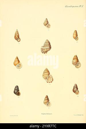 Conchologia Iconica oder Illustrationen of the Muscheln of Molluscan Animals London, Reeve, Brothers, 1843–1878. Weichtiere, Bildwerke, Muscheln, Eine Sammlung verschiedener Muscheln, jede sorgfältig illustriert und zur Identifizierung gekennzeichnet. Das Arrangement zeigt die einzigartigen Formen, Muster und Texturen der Muscheln und unterstreicht ihre natürliche Schönheit und Vielfalt. Einige Schalen weisen komplizierte Spiralen und Grate auf, während andere glatte Oberflächen oder auffällige Farbmuster aufweisen. Die seitlichen Etiketten enthalten Referenznummern und Hinweise, die darauf hinweisen, dass die Abbildungen leicht vergrößert sind Stockfoto