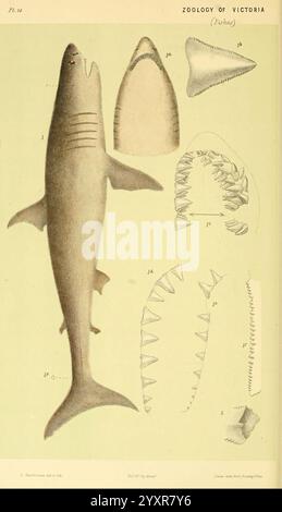 Natural History of Victoria, 6.-10. Dezember, Melbourne, J. Ferres, Government Printer, 1885-90, Australien, Victoria, Zoologie, Australien, White Shark, Hobson's Bay, Carcharodon Rondeletii, Carcharodon Rondeletii, Woods Hole, die Abbildung zeigt eine detaillierte Darstellung eines Hais mit einem Seitenprofil, das seinen stromlinienförmigen Körper und die spitze Rückenflosse betont. Neben dem Hai befinden sich mehrere beschriftete Diagramme, die verschiedene Arten von Haizähnen zeigen, die ihre unterschiedlichen Formen und Größen veranschaulichen. Der Hintergrund ist ein sanfter Farbton, der die Merkmale des Hais und der Zähne, die gerendert werden, betont Stockfoto