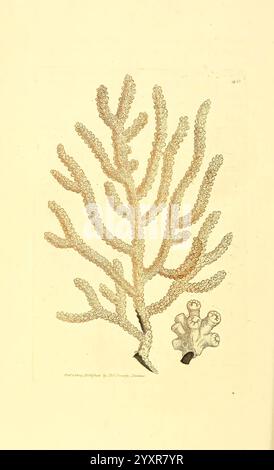 The British Miscellany London gedruckt von R. Taylor & Co. Verkauft vom Autor J. Sowerby White Johnson Symonds alle anderen Buchhändler 1806 britische Bildwerke Zoologie James Sowerby James Sowerby Great Britain zeigt diese Illustration eine detaillierte Darstellung eines Korallenexemplars, das durch seine komplizierte Verzweigungsstruktur gekennzeichnet ist. Die Korallen zeichnen sich durch zarte, feine Texturen und eine Kombination von Formen aus, die ihr organisches Aussehen verstärken und ein Gefühl von Bewegung und Vitalität schaffen. Um sie herum befinden sich kleinere Korallenstrukturen, die die Gesamtzusammensetzung verbessern und einen Einblick in das d bieten Stockfoto