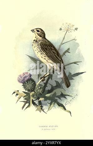 Bekannte Wildvögel, London, New York, Cassell, 1883, Vögel, Wörterbücher, Bildwerke, Emberiza schoeniclus, Schilfffahne, Ornithologie, Walter's Ways Land, Archibald Thorburn, Eine detaillierte Abbildung eines gemeinen Bunting, der elegant auf einer Distelpflanze thront. Der Vogel zeigt seine unverwechselbaren gesprenkelten Federn in verschiedenen Farben, die sich in die natürliche Umgebung einfügen. Der Hintergrund ist mit zarten floralen Elementen versehen, die die Gesamtkomposition unterstreichen. Unter der Abbildung ist der Titel „Common Bunting“ (gemeiner Bunting) beschriftet, zusammen mit dem Hinweis „NATURAL SIZE“ (NATÜRLICHE GRÖSSE), der anzeigt, dass die Darstellung i (Abbildung i) Stockfoto