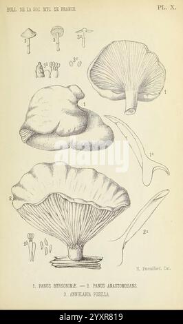 Bulletin de la Société mycologique de France, Epinal, La Société, 1885-1903, Frankreich, Pilze, Zeitschriften, Mykologie, diese Illustration zeigt verschiedene Pilzarten mit detaillierten anatomischen Darstellungen. Zu den beschrifteten Exemplaren gehören Panus byrnsoniæ und Panus anastomosans mit klaren Darstellungen ihrer Kiemen, Kappen und Stiele. Zusätzlich hebt das Bild die Annularia Fusilla hervor und veranschaulicht ihre einzigartigen Eigenschaften. Jeder Pilz wird mit präzisen Linienarbeiten präsentiert, die die komplizierten Details seiner Formen und Strukturen erfassen und eine aufschlussreiche Untersuchung von Mycolo ermöglichen Stockfoto