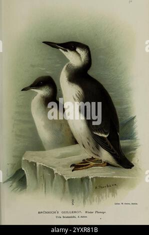 Farbige Figuren der Vögel der Britischen Inseln, herausgegeben von Lord Lilford. London, R. H. Porter, 1885-1897, Großbritannien, Birds, Dickschnabelmurre, Brunnichs guillemot, Bildwerke, Uria Lomvia, Museum of Comparative Zoology, zwei Brünnichs guillemots thronen elegant auf einem felsigen Felsvorsprung in einer ruhigen Küstenlage. Der größere Vogel steht selbstbewusst im Vordergrund und zeigt sein markantes schwarz-weißes Gefieder mit einem starken Kontrast zwischen seinem dunklen Kopf und der weißen Unterseite. Daneben ist ein kleineres guillemot leicht gewendet, das seine eigenen raffinierten Merkmale zeigt. Der Hintergrund Stockfoto