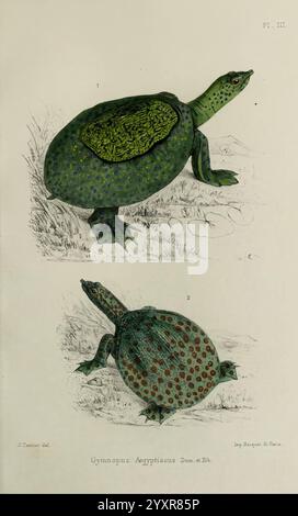 Faune de la Sénégambie Paris O. doin 1883-1887 Africa Senegambia Zoology Museum of Comparative Zoology, die Illustration zeigt zwei unterschiedliche Ansichten einer Schildkrötenart, die ihre einzigartigen Eigenschaften zeigt. Das obere Bild zeigt eine Seitenansicht, die die glatte, gewölbte Schale mit einem lebhaften grünen Farbton und einer komplexen Textur hervorhebt. Der Kopf der Schildkröte ist leicht angehoben und zeigt seinen langen Hals und detaillierte Gesichtszüge, einschließlich einer ausgeprägten Schnauze. Unten zeigt die zweite Ansicht die Schildkröte aus einer Top-down-Perspektive, wobei das Muster der Flecken auf der Schale hervorgehoben wird, die einen anzeigt Stockfoto
