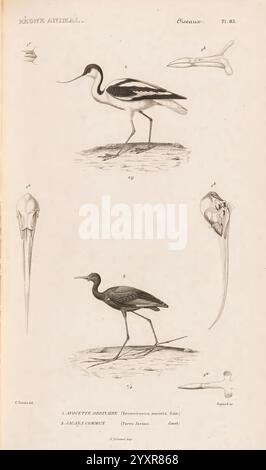 Le règne Animal distribué d'après son Organisation Paris, 1836-1849 Anatomie, Vergleich, Tiere, Klassifizierung, Identifizierung, Nomenklatur, Zoologie, Museum für vergleichende Zoologie, Vögel, diese Illustration zeigt eine Sammlung von Vogelstudien, die zwei verschiedene Arten zeigen. Der obere Teil zeigt einen Vogel mit langen Beinen und einem schlanken Körper, der sich durch sein markantes schwarz-weißes Gefieder und einen langen, spitzen Schnabel auszeichnet. Unten ist eine weitere Vogelfigur abgebildet, die ebenfalls mit langen Beinen versehen ist, sich aber durch ihre solide schwarze Färbung und eine leicht andere Körperform auszeichnet. Jede Probe ist l Stockfoto