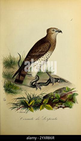 Planches coloriees des oiseaux de la Belgique et de leurs oeufs Bruxelles, C. Muquardt, 1854-60 Belgium, Birds, Charles Frederick Dubois, Circaetus gallicus, Kurzzehenadler, zeigt einen majestätischen Raubvogel auf einer felsigen Oberfläche, der eine Schlange in ihren Krallen greift. Der Vogel hat ein markantes Aussehen, gekennzeichnet durch ein sattes braunes Gefieder auf den Flügeln und dem Rücken, mit weißen Flecken auf der Brust. Sein scharfer Blick, der von einem markanten Schnabel verstärkt wird, deutet auf ein wachsames Verhalten hin. Um den Vogel herum ist eine üppige Umgebung mit grünem Gras und Blättern, die die Natur bereichern Stockfoto