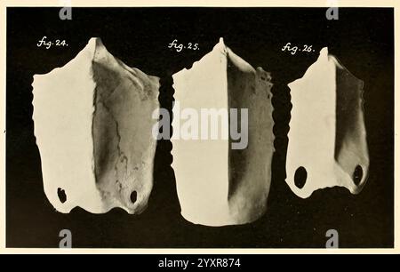 Osteologie der Vögel, 1909. Anatomie, Vögel, Knochen, Osteologie, Akzipitren, Bartgeier, Lammergeyer, Gypaetus Barbatus, Weißkopfadler, Haliaetus Leucocephalus, Helotarsus Ecaudatus zeigt das Bild drei unterschiedliche Artefakte, jedes mit einer einzigartigen Form und Textur. Diese Objekte, wahrscheinlich Werkzeuge oder Arbeitsgeräte, werden in vertikaler Anordnung angezeigt, die mit den Abbildungen 26, 25 und 24 gekennzeichnet ist. Jedes Artefakt weist Variationen in den Kantenkonturen und Oberflächenkomponenten auf, was auf unterschiedliche Fertigungstechniken oder -Zwecke hinweist. Die Aufmerksamkeit auf Details in ihren Formularen deutet darauf hin, dass sie für bestimmte Aufgaben verwendet wurden. Stockfoto