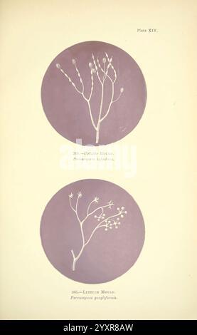 Rost, Schimmel, Schimmel, London, W.H. Allen, 1898, Great Britain, The New York Botanical Garden, phytopathogene Pilze, die Abbildung zeigt zwei unterschiedliche Arten von Schimmelpilzen auf kreisförmigen Hintergründen. Im oberen Bereich befindet sich die Kartoffelform, die wissenschaftlich als *Peronospora infestans* gekennzeichnet ist und sich durch ihre verzweigten Strukturen und kleinen sphärischen Sporenformationen auszeichnet. Darunter befindet sich die Salatform mit der Bezeichnung *Perenospora farinosa*, die eine empfindlichere Anordnung mit langen Stielen und winzigen blumenähnlichen Strukturen aufweist. Das Gesamtdesign betont das komplizierte DE Stockfoto