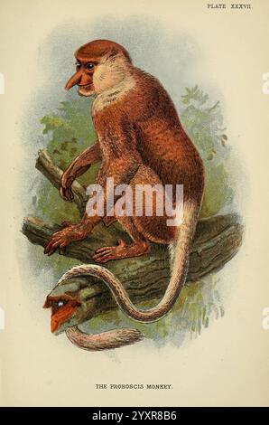 Ein Handbuch für die Primaten, London, E. Lloyd, 1896-1897, Primaten, Proboscis Affe, 5998, nasalis larvatus, Eine detaillierte Abbildung eines Proboscis Affen, die seine unverwechselbare lange Nase und seine ausdrucksstarken Eigenschaften zeigt. Der Affe sitzt auf einem Ast, umgeben von einer üppigen, grünen Kulisse. Sein Fell zeigt eine reichhaltige Mischung aus Braun und helleren Tönen, während seine markante Nase seinem Gesichtsausdruck einen einzigartigen Charme verleiht. Der Schwanz, lang und schlank, erstreckt sich elegant dahinter und unterstreicht die arboreale Natur des Affen. Dieses Kunstwerk fängt sowohl die Anatomie als auch das ruhige Auftreten dieses Kunstwerks ein Stockfoto