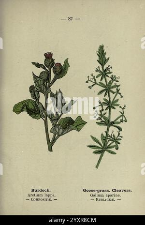 Wayside and Forest blüten, London, F. Warne, 1895, Großbritannien, Wildblumen, Identifizierung, Botanik, Galium aparine, Arctium lappa, die Abbildung zeigt zwei unterschiedliche Pflanzenarten. Auf der linken Seite befindet sich Burdock, wissenschaftlich bekannt als Arctium lappa, erkennbar an seinen breiten, dunkelgrünen Blättern und den spitzen violetten Blütenknospen. Auf der rechten Seite befindet sich Gänsegras oder Cleavers, das als Galium aparine bezeichnet wird. Diese Pflanze hat schlanke, grüne Stämme, die mit kleinen Blättern in den Wirbeln und zarten weißen Blüten verziert sind. Beide Pflanzen sind mit ihren gebräuchlichen und wissenschaftlichen Bezeichnungen gekennzeichnet, die ihre Eigenschaften zeigen Stockfoto