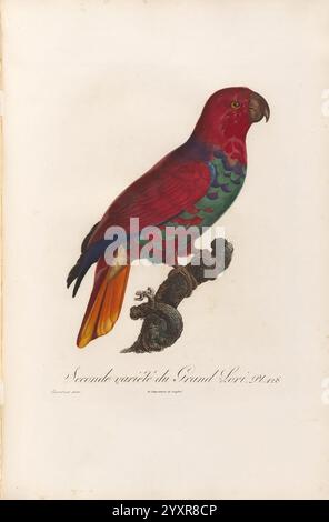 Histoire naturelle des perroquets A Paris chez Levrault an IX 1801 an XIII 1805 Eclectus roratus, Ein lebendiger Papagei, dargestellt in auffälligen Farben, mit einem satten purpurroten Körper, der mit grünen und blauen Akzenten auf den Flügeln und dem Schwanz kontrastiert. Der Vogel sitzt auf einem strukturierten Zweig, der Schnabel ist leicht offen und zeigt eine starke, geschwungene Form. Das Kunstwerk ist akribisch detailliert und unterstreicht das charakteristische Gefieder des Papageiens und sein lebhaftes Verhalten, wodurch das Wesen dieses exotischen Kreaturen erfasst wird. Unterhalb des Papageiens befindet sich ein florales oder botanisches Element, das die Szene ergänzt und den Überschuß ergänzt Stockfoto