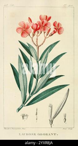 Flore pittoresque et médicale des Antilles, Paris Pichard, 1821-1829. Plants, West Indies, Eine detaillierte Illustration von *Nerium Oleander*, allgemein bekannt als Oleander, mit einer Gruppe von leuchtenden rosa Blüten auf langen, schlanken grünen Blättern. Die Blumen sind in voller Blüte dargestellt und zeigen ihre zarte Form und ihre weichen Blütenblätter. Neben der Hauptpflanze heben kleinere Detailskizzen die Struktur der Blume und des Blattes hervor, was eine wissenschaftliche Perspektive bietet. Der botanische Name „La Rose Duftstoff“ kennzeichnet diese Art elegant und betont ihre aromatischen Eigenschaften. Das Gesamtdesign erinnert an Stockfoto