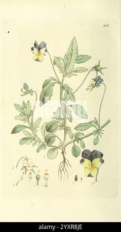 Svensk, botanik Stockholm, Tryckt hos C. Delén, 1802-[1843], Plants, Sweden, The New York Botanical Garden, malerische Werke, Eine wunderschön illustrierte botanische Studie mit dem zarten Veilchen, mit seinen üppig grünen Blättern und mehreren Blumen. Die Pflanzen sind mit sichtbaren Wurzeln dargestellt, was ihr natürliches Wachstum unterstreicht. Die Blüten zeichnen sich durch ihre einzigartigen Farbmuster aus, die eine Kombination aus Blau- und Gelbtönen zeigen, wobei einige Knospen und kleinere Blüten an der Basis zu sehen sind. Die Liebe zum Detail fängt die Eleganz dieser Spezies ein und hebt sowohl ihre Schönheit als auch ihre Schönheit hervor Stockfoto