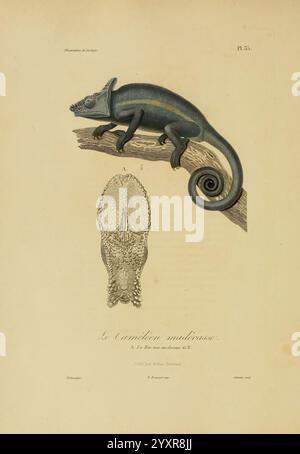 Illustrations de zoologie Paris A. Bertrand 1832-35? Bildwerke Zoologie René Primevère Lektion, die Illustration zeigt eine detaillierte Darstellung eines Chamäleons auf einem Ast, die seine charakteristischen Blau- und Grüntöne und den charakteristischen gewellten Schwanz zeigt. Die Anatomie wird mit Blick auf den Kopf- und Rachenbereich des Chamäleons weiter hervorgehoben, wodurch seine einzigartigen Merkmale hervorgehoben werden. Die akribische Kunstfertigkeit fängt die Texturen der Haut des Chamäleons und die natürliche Umgebung ein und bietet einen lehrreichen Einblick in die Art. Der Titel in einer dekorativen Schriftart deutet darauf hin, dass es sich um ein wissenschaftliches s handelt Stockfoto