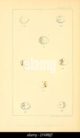 Nester, und Eier, von, amerikanisch, Vögel, Teile, 1-7, Salem, Masse, S.E. Cassino, [c1880], Vögel, Eier, Nordamerika, Nester, ausgezeichnet, eine Illustration, die eine Sammlung von neun Vogeleiern zeigt, die in einem Gitterformat angeordnet sind, jedes zur Identifizierung nummeriert sind. Die unterschiedlichen Größen, Formen und Muster der Eier heben die Vielfalt der Vogelarten hervor. Einige Eier sind gesprenkelt oder fleckig, während andere glattere Oberflächen haben. Der Hintergrund ist schlicht und lässt die komplizierten Details jedes Eies auffallen, und das Gesamtlayout deutet auf einen pädagogischen Schwerpunkt auf Vogelbiologie und Nistverhalten hin Stockfoto