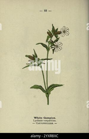 Wayside and Woodland Blossoms, London, F. Warne, 1895, Großbritannien, Wildflowers, Identifikation, Botanik, Silene latifolia, die Illustration zeigt eine zarte Darstellung der Weißen Campion, wissenschaftlich bekannt als Lychnis vespertina. Die Pflanze hat schlanke, aufrechte Stämme, die mit spitzen Blättern und kleinen weißen Blüten verziert sind. Jede Blume zeigt fünf Blütenblätter, die dezent detailliert sind und ein Gefühl von Eleganz und Einfachheit wecken. Unterhalb der Zeichnung ist der botanische Name elegant eingeschrieben, was zur Ästhetik des Stücks beiträgt. Stockfoto