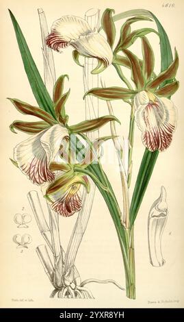 Curtis' botanisches Magazin, London, New York, botanische Illustration, Botanik, Zeitschriften, Bildwerke, Pflanzen ornamental, Curtis, Eine botanische Illustration zeigt eine detaillierte Darstellung einer Blumenart mit elegant geschwungenen Blütenblättern mit auffälligen Mustern aus sattem Burgunderrot und Creme. Die Blüten sind anmutig auf hohen, schlanken Stielen angeordnet, begleitet von langen, grünen Blättern, die eine üppige Kulisse bilden. Auf einer Seite befinden sich weitere kleinere Zeichnungen, die die wichtigsten Merkmale der Pflanze veranschaulichen, wie die bauchige Basis und eine Nahaufnahme der einzigartigen Blumenstruktur, Enhanc Stockfoto