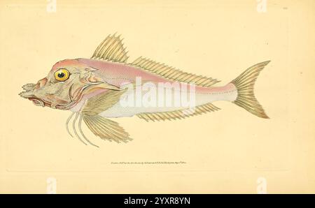 Die Naturgeschichte der britischen Fische, London, gedruckt für den Autor und für F. und C. Rivington, 1802-1808, Fishes, Großbritannien, Bildwerke, Museum of Comparative Zoology, Eine detaillierte Illustration eines Fisches mit seinem langgestreckten Körper und seinen herausragenden Merkmalen. Der Fisch zeigt eine Mischung aus Farben, insbesondere Rosa- und Gelbtöne, mit komplizierten Linienarbeiten, die die Flossen und Skalen hervorheben. Das große Auge, der ausdrucksstarke Mund und der markante Kiefer tragen zu seinem Charakter bei. Der Hintergrund ist minimalistisch und betont die komplizierten Details und die einzigartige Anatomie des Fisches, während das Etikett Beneat Stockfoto