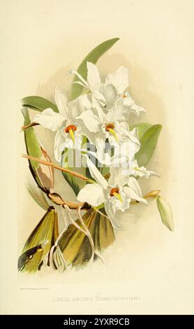 Über Orchideen, Berlin, Parey, 1896, Orchidaceae, ein atemberaubendes Arrangement weißer Orchideen mit zarten Blüten und leuchtenden Orangenkernen. Die Blüten sind anmutig zwischen üppig grünen Blättern und schlanken Stielen zu sehen, die ihre komplizierten Formen und Texturen zeigen. Dieses Kunstwerk unterstreicht die Eleganz der Lolita anceps Schordikiana und betont die Schönheit der Natur und die komplizierten Details, die in floralen Kompositionen zu finden sind. Das Gesamtkonzept strahlt ein Gefühl von Ruhe und Raffinesse aus und macht es zu einem fesselnden Stück. Stockfoto