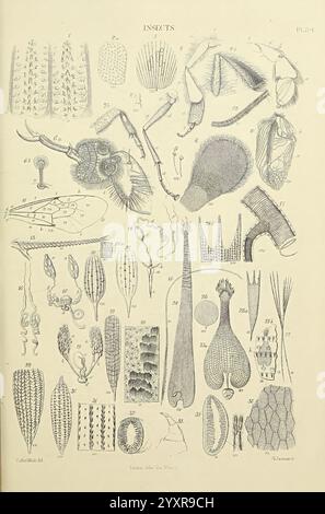 The Micrographic Lexikon, London, J. Van Voorst, 1883, Wörterbücher, Mikroskope, Mikroskopie, Naturgeschichte, Eine detaillierte Illustration verschiedener Insektenanatomien und -Strukturen mit einer Reihe von Flügeln, Beinen und Körperteilen. Die Anordnung umfasst beschriftete Abschnitte zur Identifizierung, die einzigartige Merkmale wie Antennen, Unterkiefer und verschiedene Arten von Skalen hervorheben. Das akribische Detail zeigt die Vielfalt der Insektenformen und gibt Einblicke in deren Morphologie und Anpassungen. Jedes beschriftete Element ist nummeriert und verweist auf eine umfassende Taxonomie von Insekten, die den Co veranschaulicht Stockfoto